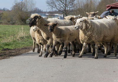 View of sheep on road