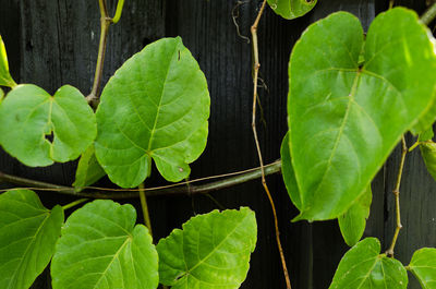 Close-up of green leaves