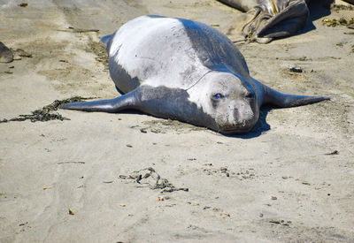 Sleeping silvery endangered species elephant seal on sandy beach