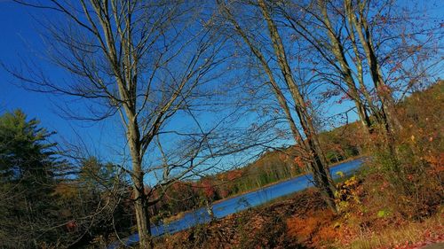 Bare trees on landscape against blue sky