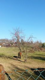 Bare trees on landscape against clear blue sky