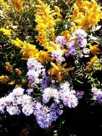 Close-up of purple flowers