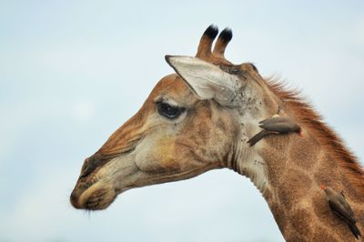 Low angle view of horse against clear sky