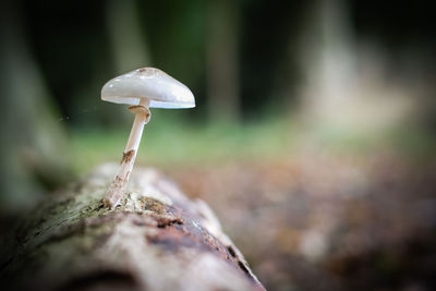 Close-up of fungus growing on field