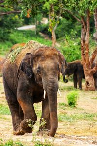 Elephant in a forest