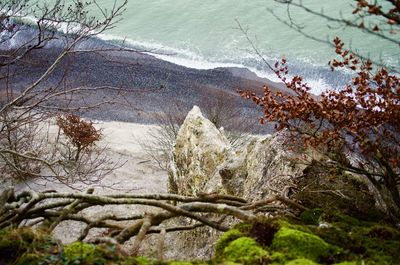 High angle view of trees by sea