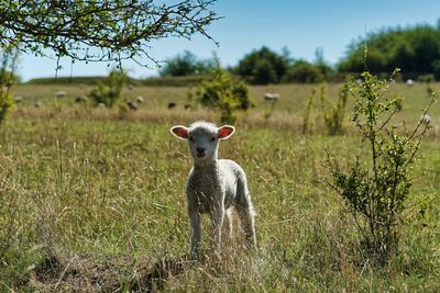 View of an animal on field