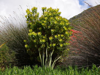 Plants growing on field against sky