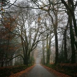 Road amidst trees in forest