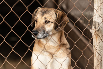 Dog looking through chainlink fence