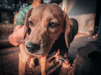 Close-up portrait of dog