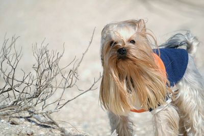 Portrait of yorkshire terrier by driftwood at beach