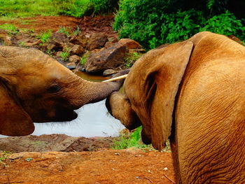 Side view of a two baby elephants on field