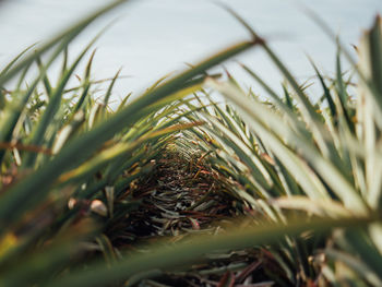 Close-up of pine tree on field