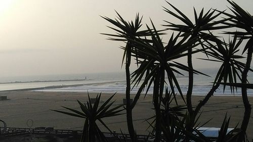 Palm tree by sea against sky