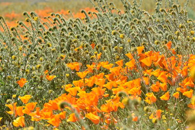 Close-up of yellow flowering plants on field