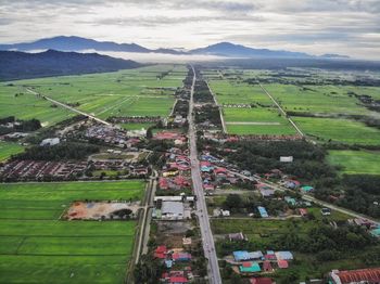 Green paddy field aerial view