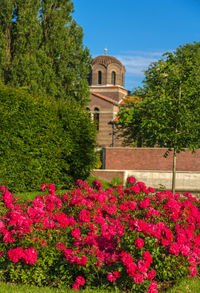 Pink flowering plants by building against sky