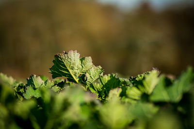 Close-up of fresh green plant
