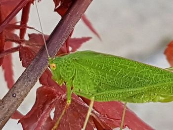 Close-up of insect on leaf