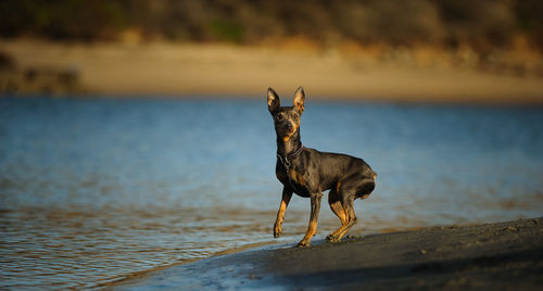 Dog on riverbank 