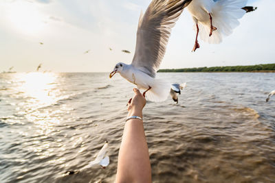 Cropped hand of woman feeding seagulls