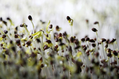 Close-up of flowering plants on field