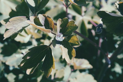 Close-up of plant