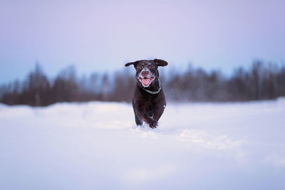 Dog running in snow covered field