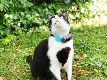 domestic cat