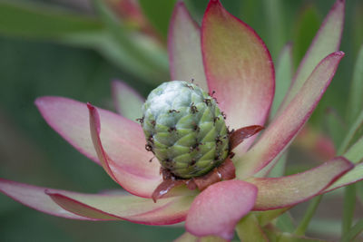 Close-up of pink succulent plant