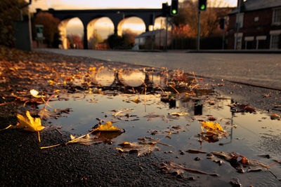 Reflection of autumn leaves in puddle on street