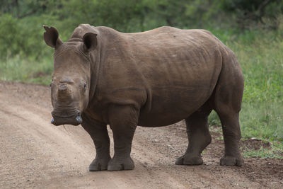 Portrait of rhinoceros standing on dirt road