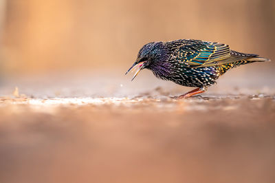 Close-up of bird perching