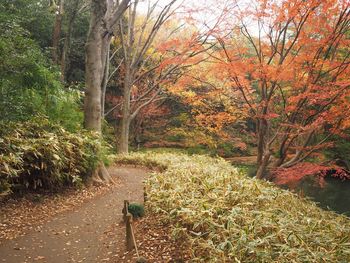 Trees in forest during autumn