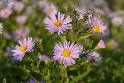 Close-up of purple flowers