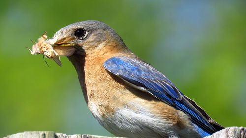 Close up of eastern bluebird with moth in mouth for fledgling selective foreground focus