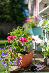 Flowers blooming outdoors