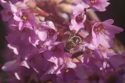 Close-up of bee pollinating on pink cherry blossom