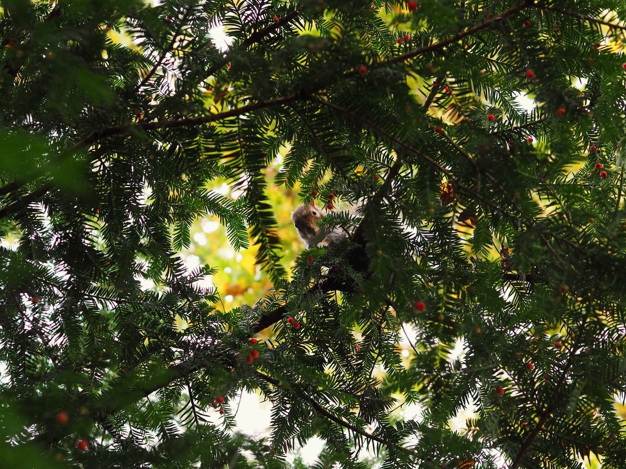 LOW ANGLE VIEW OF PLANTS AGAINST SKY