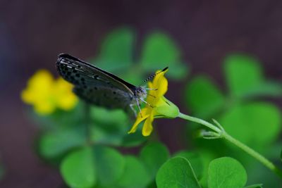 Close-up of butterfly pollinating flower