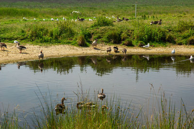 Ducks in a lake