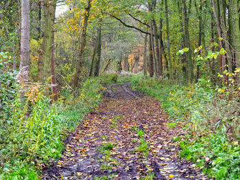 Footpath amidst trees in forest during autumn