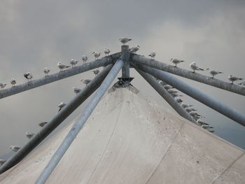 View of birds in water