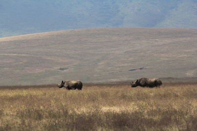 Rhinocéros ngorongoro crater tanzania