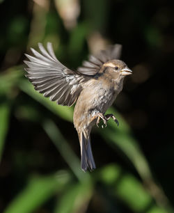 Close-up of sparrow flying