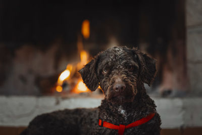 Beautiful dog lying in front of the fireplace. isolated image