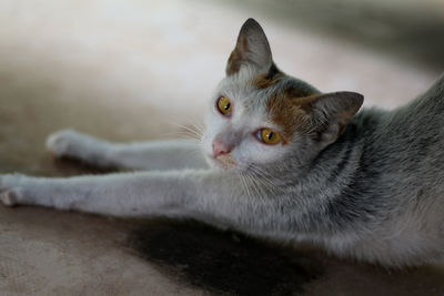 Close-up of a cat looking away