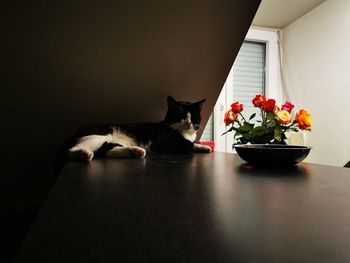 Cat and potted plant on table at home