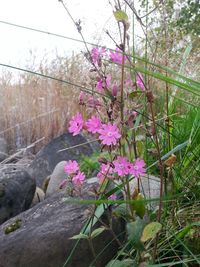 Pink flowers blooming on tree